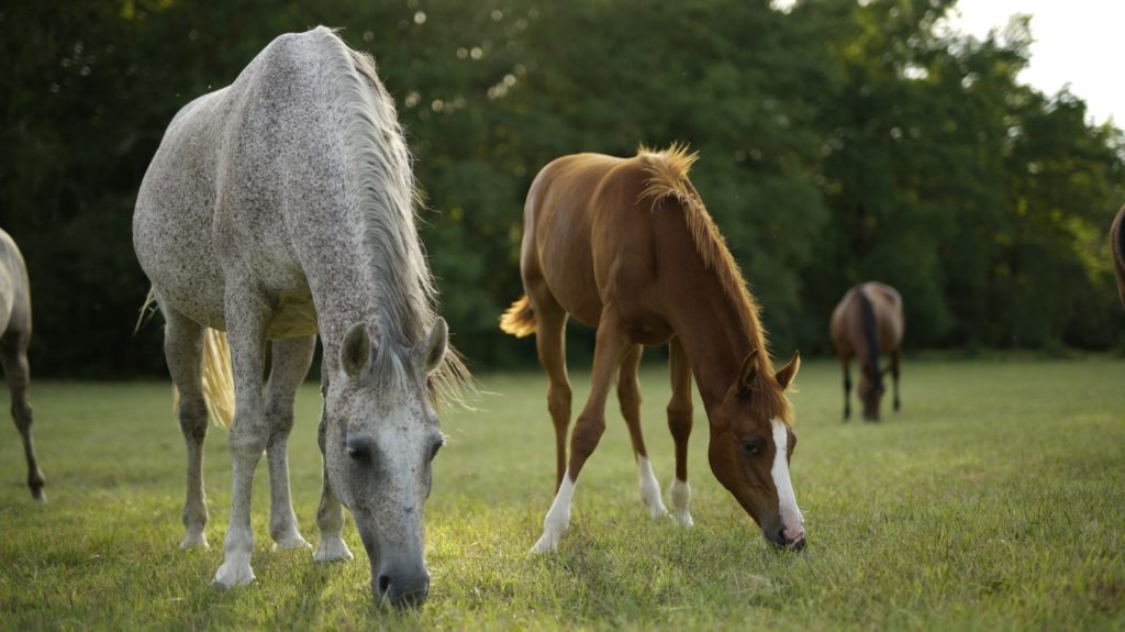 Chevaux dans un champ