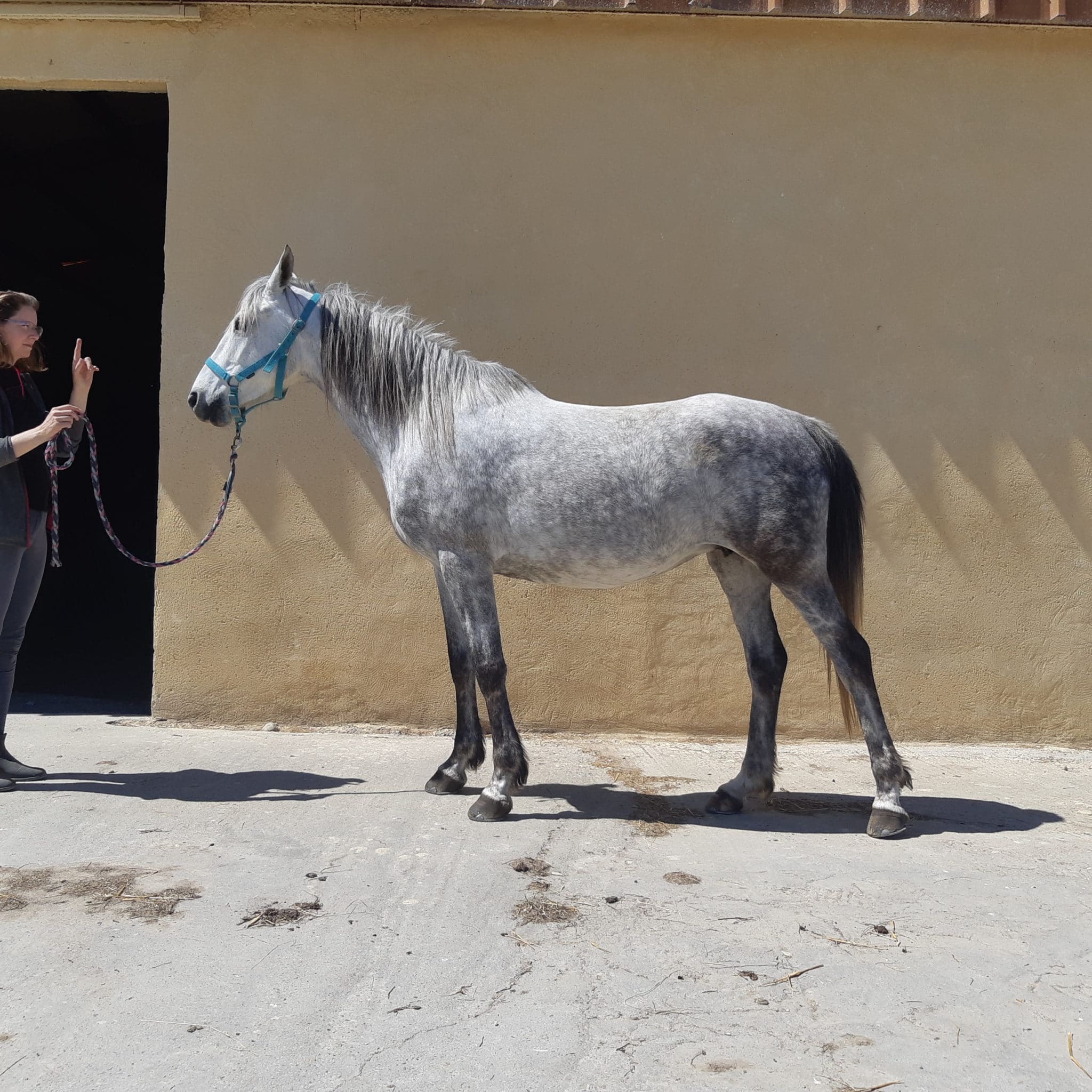 Cheval gris