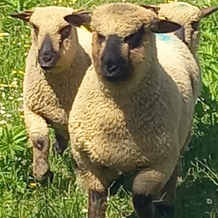 Nouveau des moutons Shropshire