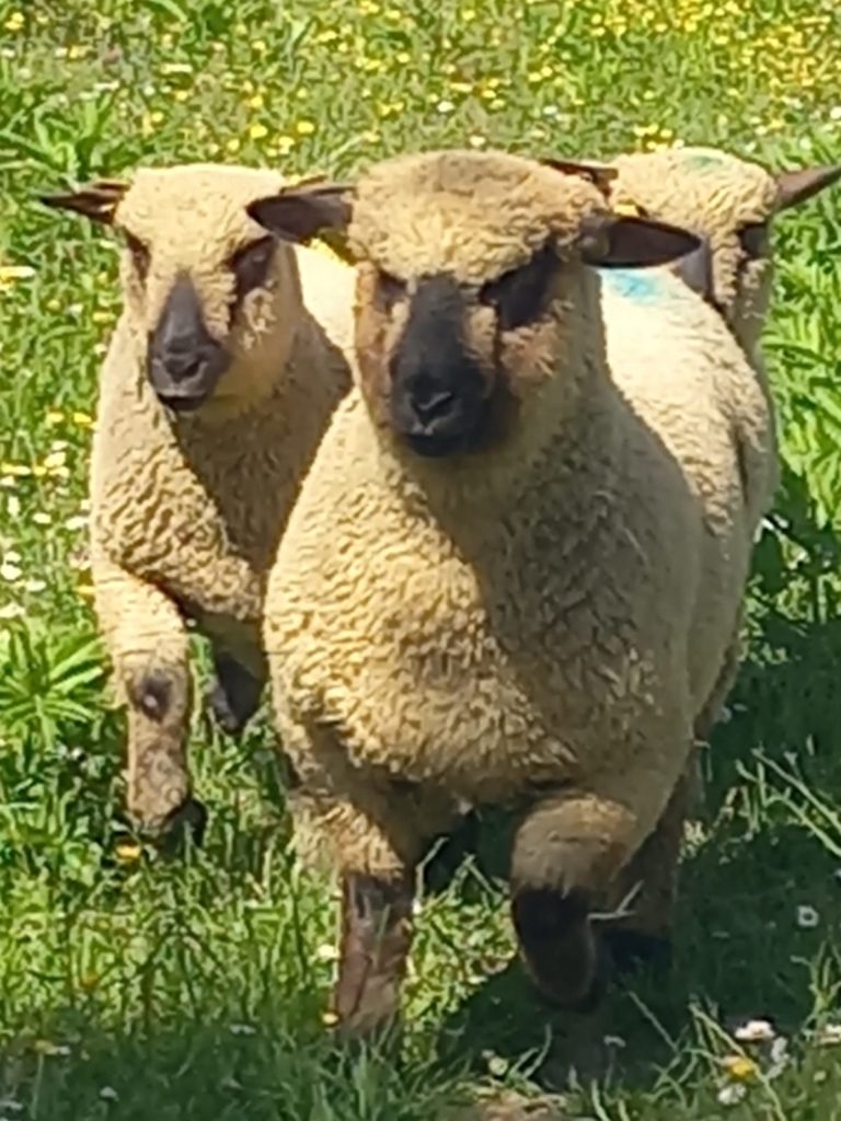 Nouveau des moutons Shropshire