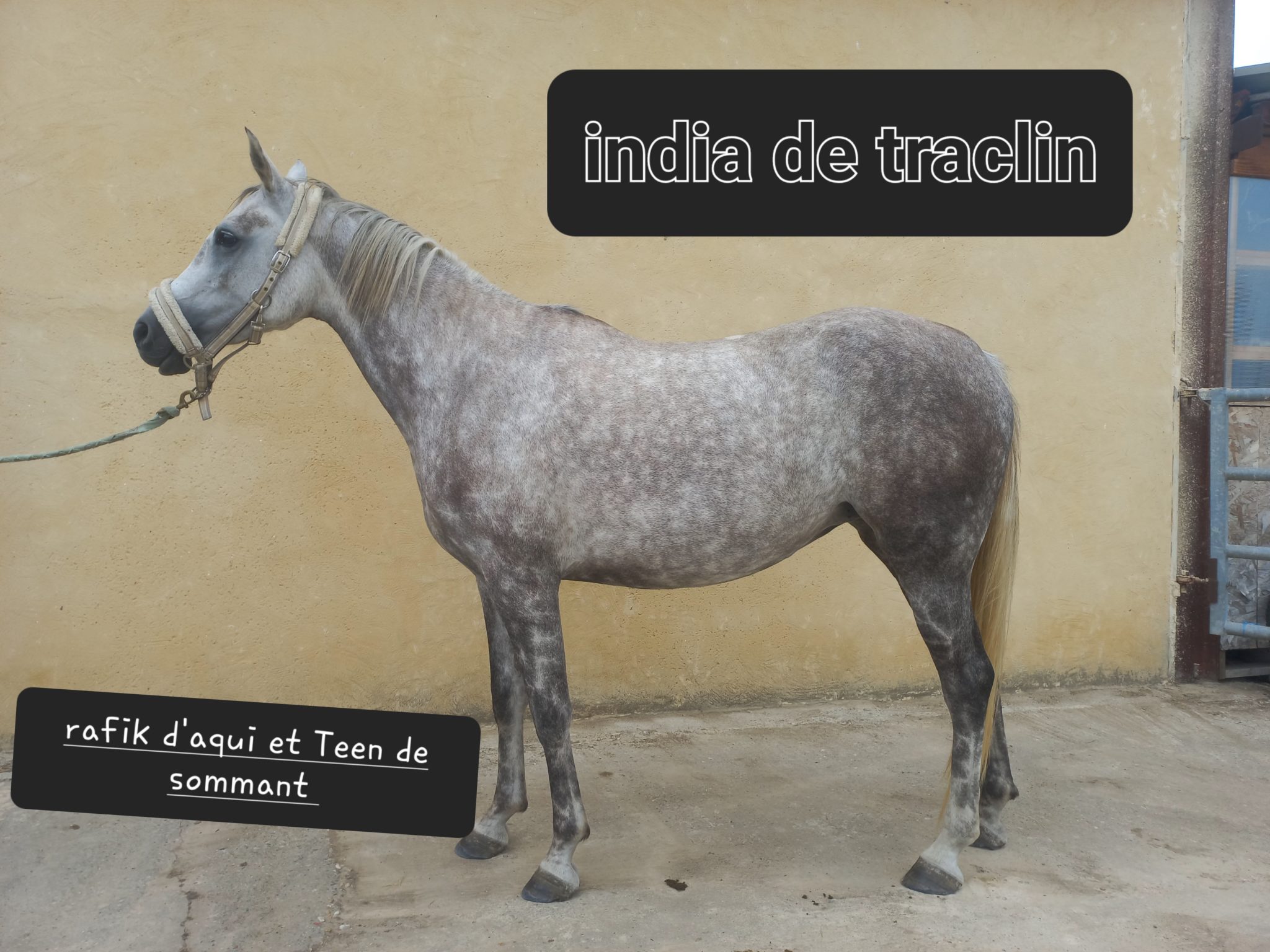 India de Traclin